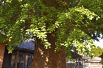 清水八幡神社のイチョウ-07