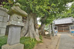 船形香取神社のムクノキ-02