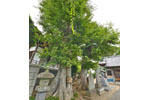 船形香取神社のムクノキ-03