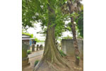 船形香取神社のムクノキ-05