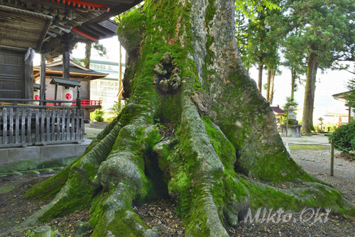 大宮巌鼓神社のケヤキ-01
