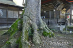 大宮巌鼓神社のケヤキ-08