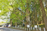 親都神社の大ケヤキ-03