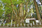 親都神社の大ケヤキ-04