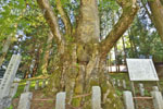 親都神社の大ケヤキ-05