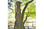 親都神社の大ケヤキ-09