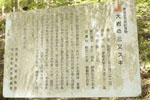 大岩の三又スギ-13