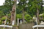 妙全杉-02