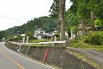 妙全杉-03