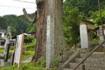妙全杉-05