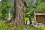 妙全杉-09