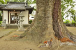 水宮神社の大ケヤキ-07
