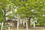 水宮神社の大ケヤキ-09