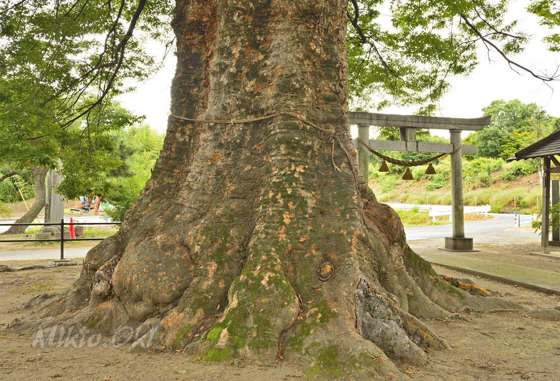 本ケヤキ 群馬県の巨木 水宮神社の大ケヤキ