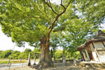 水宮神社の大ケヤキ-06