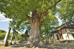 水宮神社の大ケヤキ-07