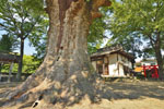 水宮神社の大ケヤキ-09