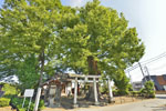 水宮神社の大ケヤキ-12
