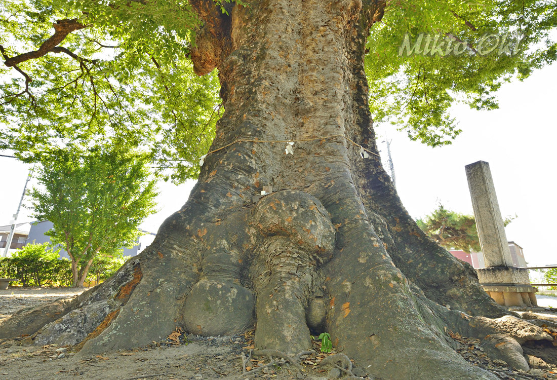 本ケヤキ 群馬県の巨木 水宮神社の大ケヤキ