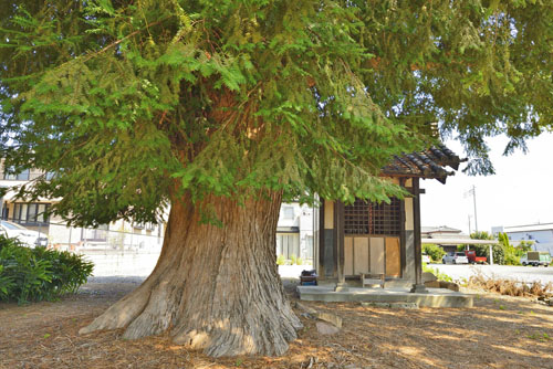 藤岡稲荷神社のカヤ-01