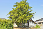 藤岡稲荷神社のカヤ-03