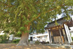 藤岡稲荷神社のカヤ-04