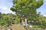 大聖峯寺の大ケヤキ-02