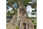 大聖峯寺の大ケヤキ-07