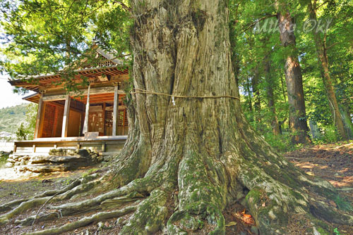 辛科神社のカヤ-01
