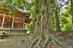 辛科神社のカヤ-04