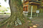 辛科神社のカヤ-06