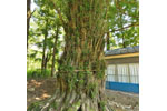 辛科神社のカヤ-09