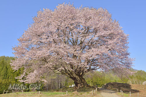 針山の天王桜-01