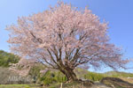 針山の天王桜-02