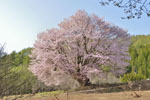 針山の天王桜-05