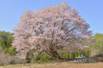 針山の天王桜-06