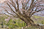 針山の天王桜-07