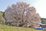 針山の天王桜-08