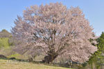 針山の天王桜-09