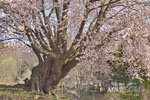 針山の天王桜-10