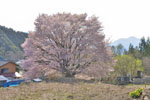 針山の天王桜-11