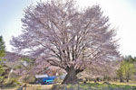 針山の天王桜-12