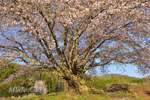 針山の天王桜-02