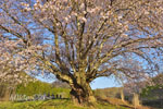 針山の天王桜-03