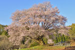 針山の天王桜-05