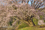 針山の天王桜-06