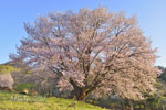 針山の天王桜-08