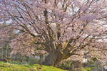 針山の天王桜-09