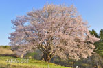 針山の天王桜-11