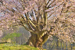 針山の天王桜-12